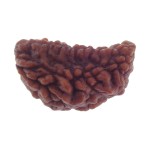 Ek Mukhi Rudraksha 25.14 MM
