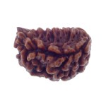 Ek Mukhi Rudraksha 22.90 MM
