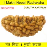 34.12 MM Ek Mukhi Rudraksha