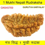 34.12 MM Ek Mukhi Rudraksha