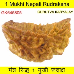35.74 MM Ek Mukhi Rudraksha
