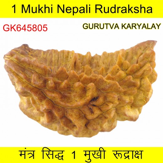 35.74 MM Ek Mukhi Rudraksha