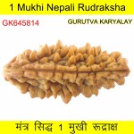 36.01 MM Ek Mukhi Rudraksha