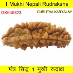 36.01 MM 1 Mukhi Rudraksh One Face Rudraksh