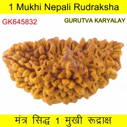 36.01 MM Ek Mukhi Rudraksha