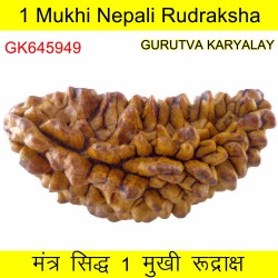 35.47 MM Ek Mukhi Rudraksha