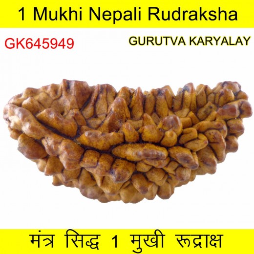 35.47 MM Ek Mukhi Rudraksha