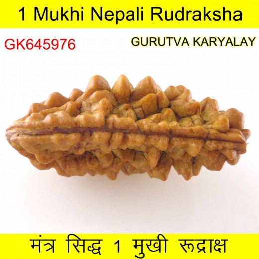 35.83 MM Ek Mukhi Rudraksha
