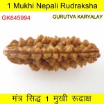 36.28 MM Ek Mukhi Rudraksha
