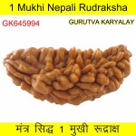 36.28 MM Ek Mukhi Rudraksha