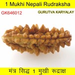 34.66 MM Ek Mukhi Rudraksha