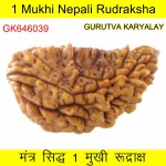 35.29 MM Ek Mukhi Rudraksha