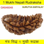 35.29 MM Ek Mukhi Rudraksha