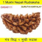 34.66 MM Ek Mukhi Rudraksha