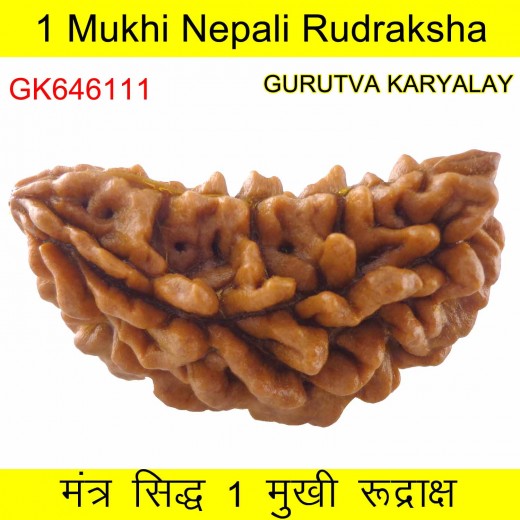 34.66 MM Ek Mukhi Rudraksha