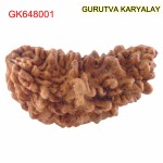 37.40 MM Ek Mukhi Rudraksha