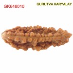 36.28 MM Ek Mukhi Rudraksha