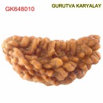 36.28 MM Ek Mukhi Rudraksha