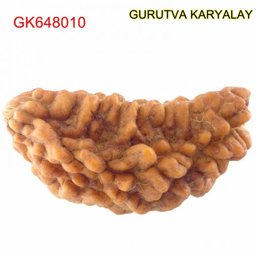 36.28 MM Ek Mukhi Rudraksha