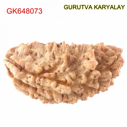 34.97 MM Ek Mukhi Rudraksha