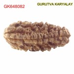 35.88 MM Ek Mukhi Rudraksha