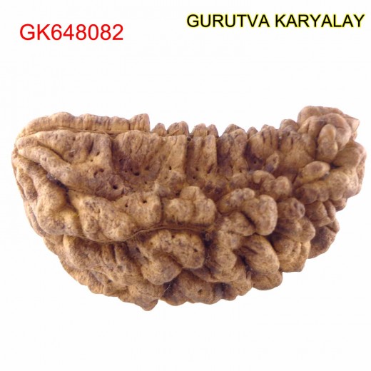 35.88 MM Ek Mukhi Rudraksha