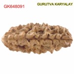 35.87 MM Ek Mukhi Rudraksha