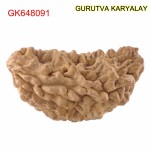 35.87 MM Ek Mukhi Rudraksha
