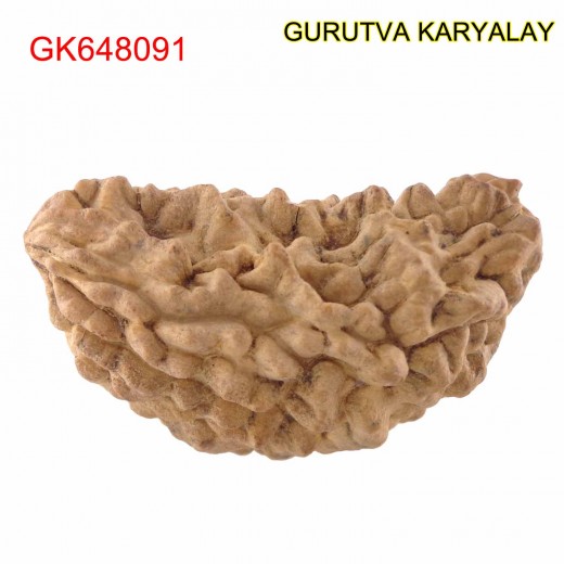 35.87 MM Ek Mukhi Rudraksha
