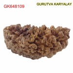 37.59 MM Ek Mukhi Rudraksha