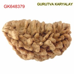 35.40 MM Ek Mukhi Rudraksha