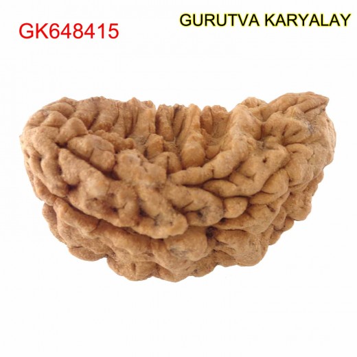34.44 MM 1 Mukhi Rudraksh One Face Rudraksh