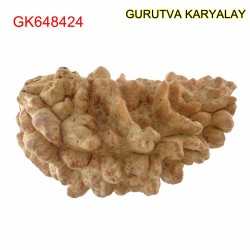 37.63 MM Ek Mukhi Rudraksha