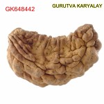 34.67 MM Ek Mukhi Rudraksha