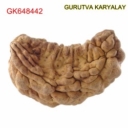 34.67 MM Ek Mukhi Rudraksha