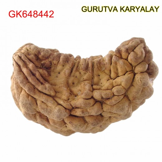 34.67 MM Ek Mukhi Rudraksha