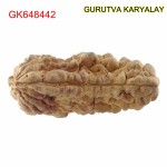 34.67 MM Ek Mukhi Rudraksha