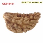 36.51 MM Ek Mukhi Rudraksha