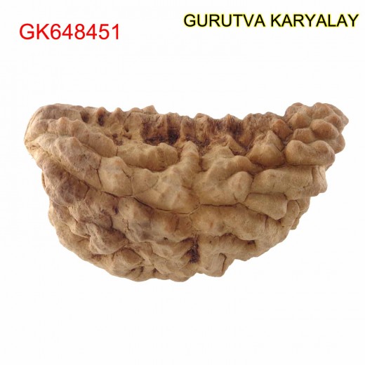 36.51 MM Ek Mukhi Rudraksha