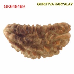 34.34 MM Ek Mukhi Rudraksha