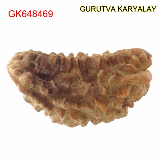 34.34 MM Ek Mukhi Rudraksha