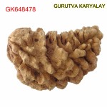 35.04 MM Ek Mukhi Rudraksha