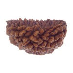 27.59 MM Ek Mukhi Rudraksha