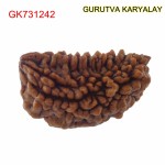 27.59 MM Ek Mukhi Rudraksha