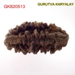 38.55 MM Ek Mukhi Rudraksha