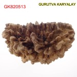 38.55 MM Ek Mukhi Rudraksha