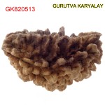 38.55 MM Ek Mukhi Rudraksha
