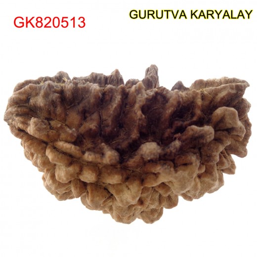 38.55 MM Ek Mukhi Rudraksha