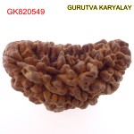37.13 MM  1 Mukhi Rudraksh One Face Rudraksh