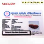 37.13 MM  1 Mukhi Rudraksh One Face Rudraksh